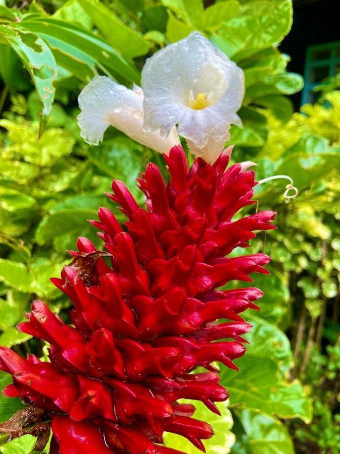 Flor De La Selva Apartment Puerto Nariño Екстериор снимка